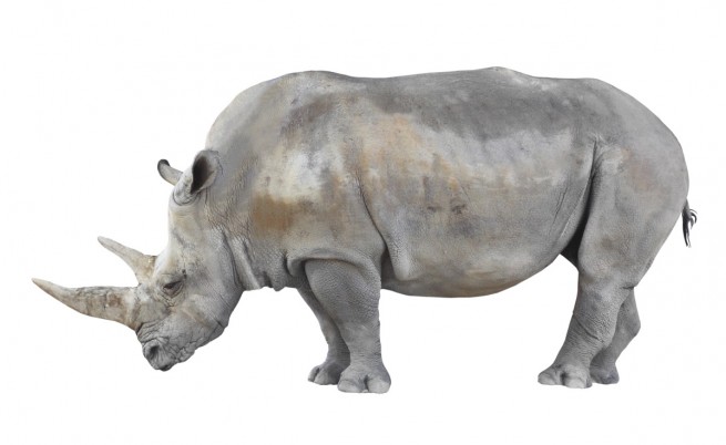 Умря един от последните северни бели носорози в света