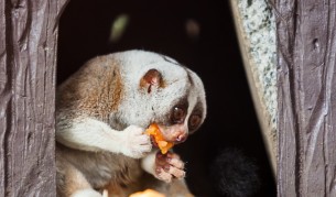 Хрупащи животни (видео)