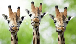 Как жирафите са се сдобили с толкова дълги вратове