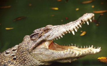 Крадец се хвърли в блато, за да избяга от полицията, изяде го алигатор