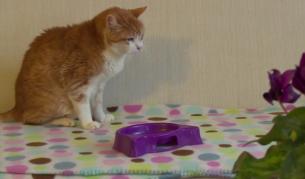 Най-старата котка в Европа