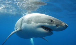 Как акулите намират пътя до дома