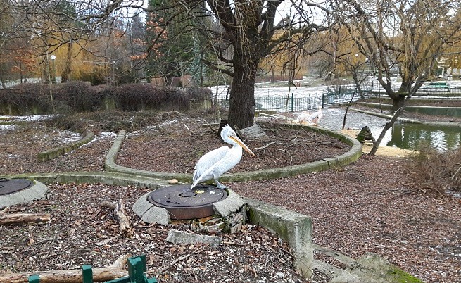 Пеликаните в Софийския зоопарк порозовяха