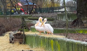 Пеликаните в Софийския зоопарк порозовяха