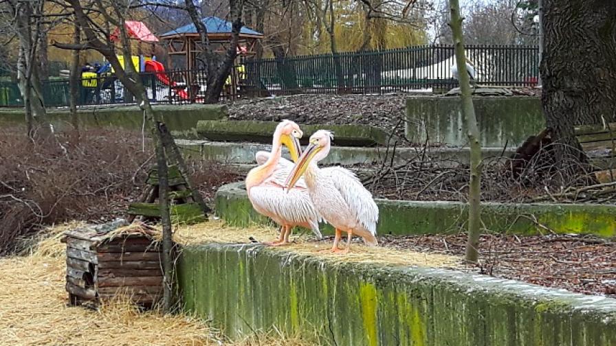 Пеликаните в Софийския зоопарк порозовяха