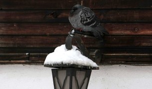 Проблемите от снега в страната продължават (видеа)