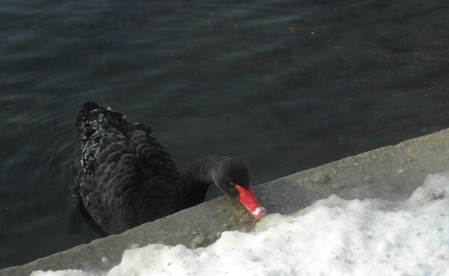 Езерото в Благоевград замръзна, лебедите в опасност