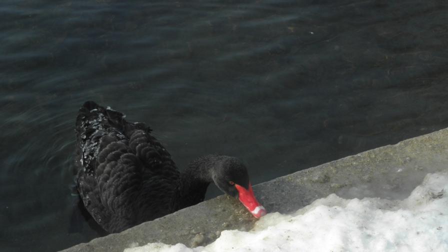 Езерото в Благоевград замръзна, лебедите в опасност
