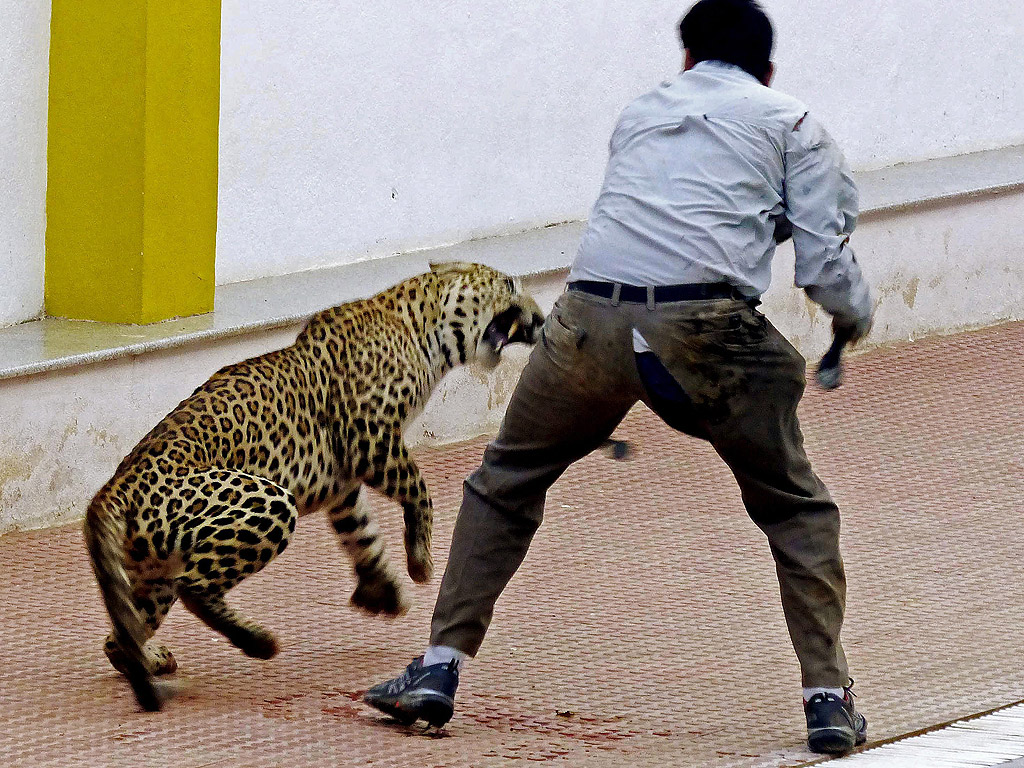 Леопард напада човек в училище в Бангалор, Индия. Леопарда рани трима души, преди да бъде заловен след акция продължила 10 часа от местните власти, съобщиха от полицията. Природозащитник, представител на властите отговарящ за дивата природа и оператор от местен телевизионен канал са били ранени, когато той се подхлъзва, докато се опитва да направи кадри на животното