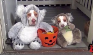 И животните обичат да се маскират (видео)