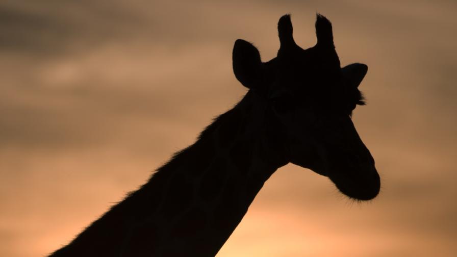 Откриха жирафи джуджета в Африка (снимки)