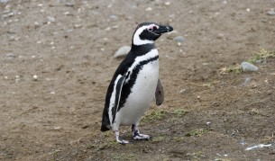 Южноамерикански магеланов пингвин