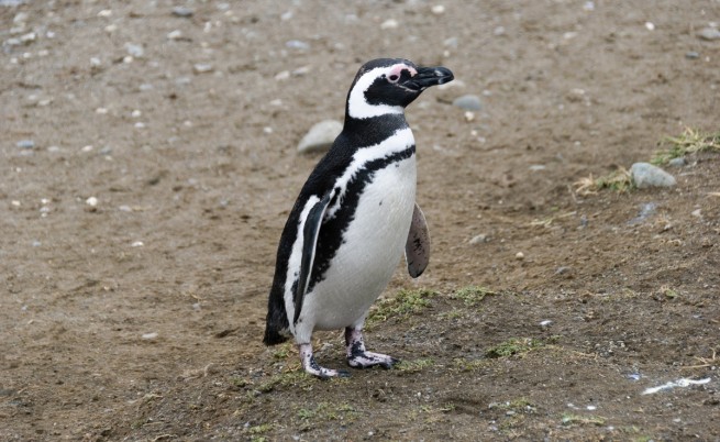 Пингвин пътува 8000 км, за да се срещне с приятел (видео)