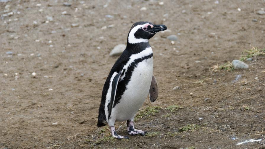 Пингвин пътува 8000 км, за да се срещне с приятел (видео)