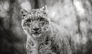 Снежен леопард