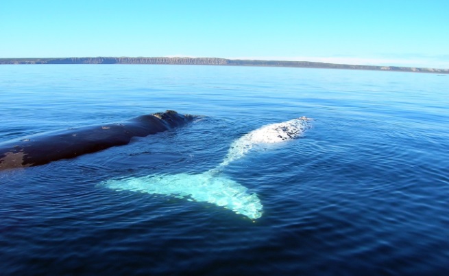 Кит албинос беше забелязан край Мексико (видео)