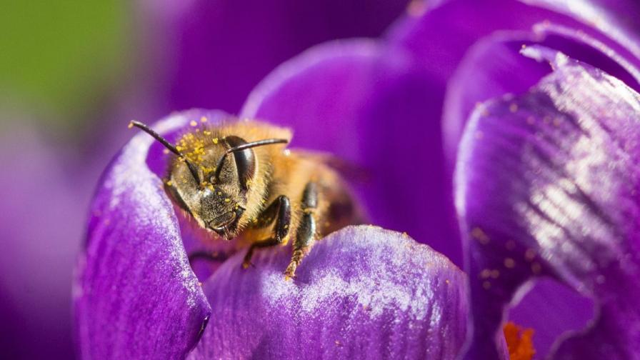 Къде боли най-много ужилването от пчели