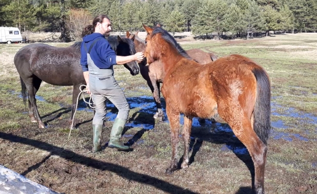 Росен Минковски обучава животните в конната база край с. Плана.