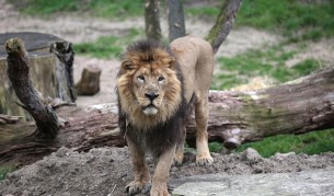 Когато лъвът срещне пума