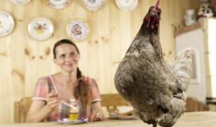 Тайните за красота на една истинска кокошка