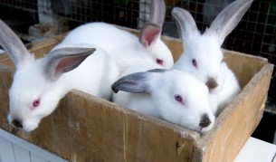 Пожарникари спасиха 50 зайчета от пожар в затвор