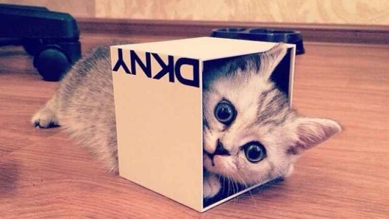 котка в кутия