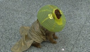 Екатеринбург показа кучета космонавти (видео)