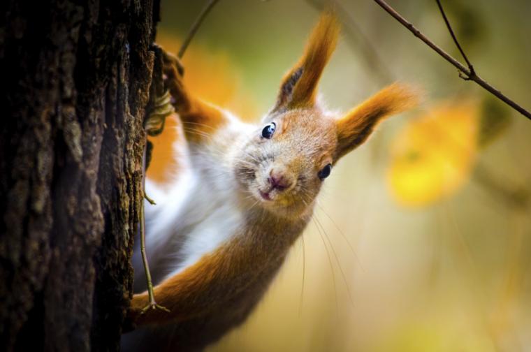  Катеричките носят парфюм, за да държат хищниците настрани. Миризмата прилича тази на умряла змия. Нищо не може да изрази по-добре концепцията 