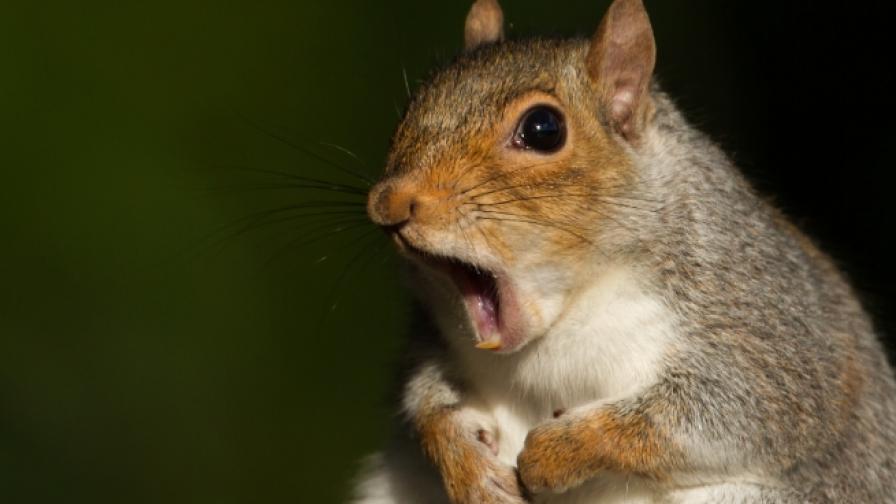 Катериците носят парфюм + още факти за животните