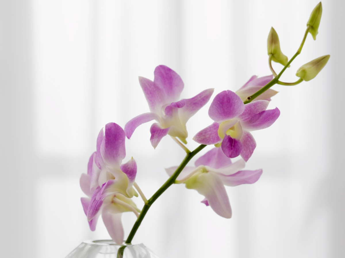 Орхидеята символизира любов и рядка красота