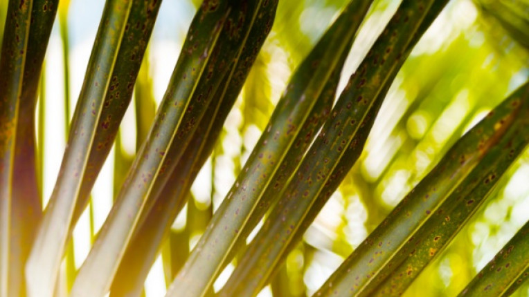 палмово листо
