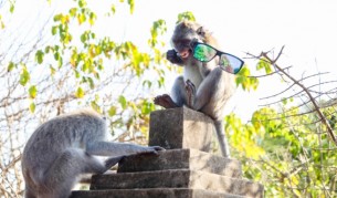 Вижте кои са най-крадливите животни