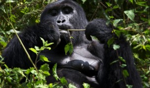 Не ги поглеждай в очите