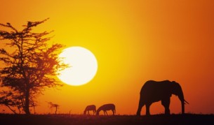 С какво Африка привлече 50 000 българи...