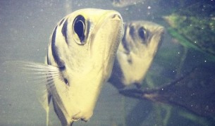 Тропически риби различават човешки лица