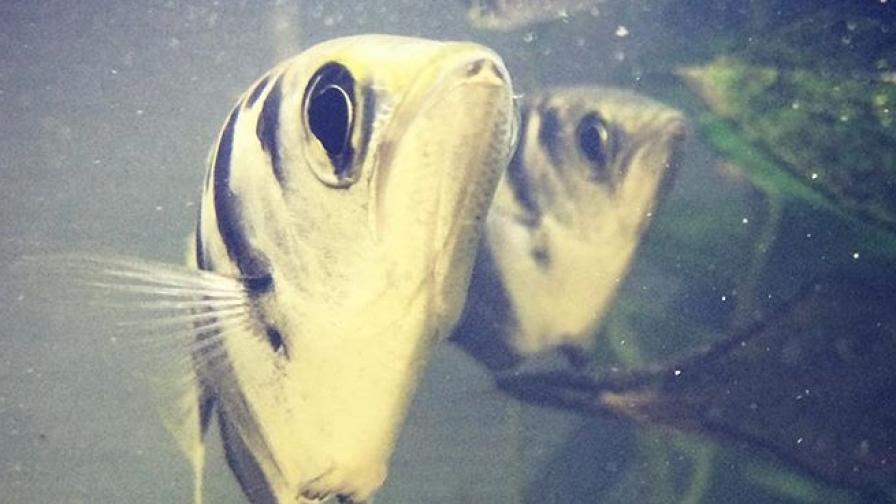 Тропически риби различават човешки лица