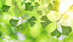 Целебните листенца, които помагат да сме по-добре