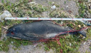 Защо морето изхвърля мъртви делфини