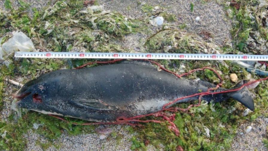 Защо морето изхвърля мъртви делфини