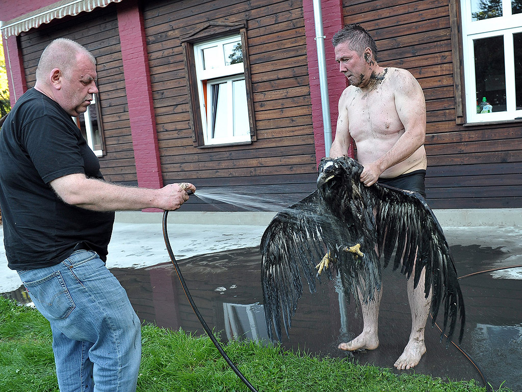 Хора мият белоопашат орел, след като са го спасили преди това от лепкава тиня, в близост до природния резерват Карсибур, на остров Узедом в Шчечинската лагуна, Полша