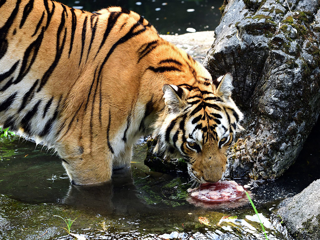 Бенгалски тигър облизва на "студен кейк" направен от лед и месо в зоологическата градина на Тайпе, Тайван. На 27 юли, температура в Тайпе достигна почти 39 градуса по Целзий. Зоопарка прави "студени торти" с месо и плодове за големите животни, за да им помогне да се справят с горещото време.