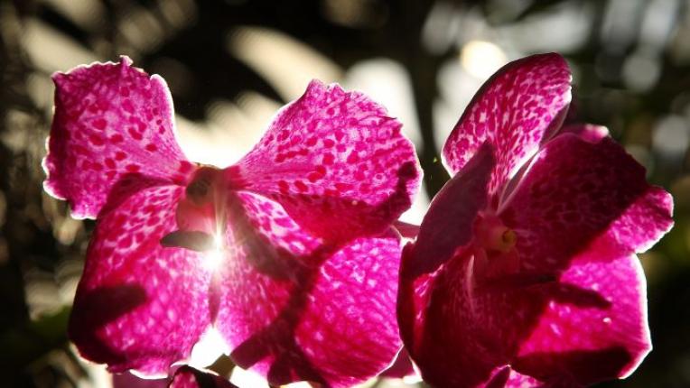 орхидеи изложба Ботаническа градина