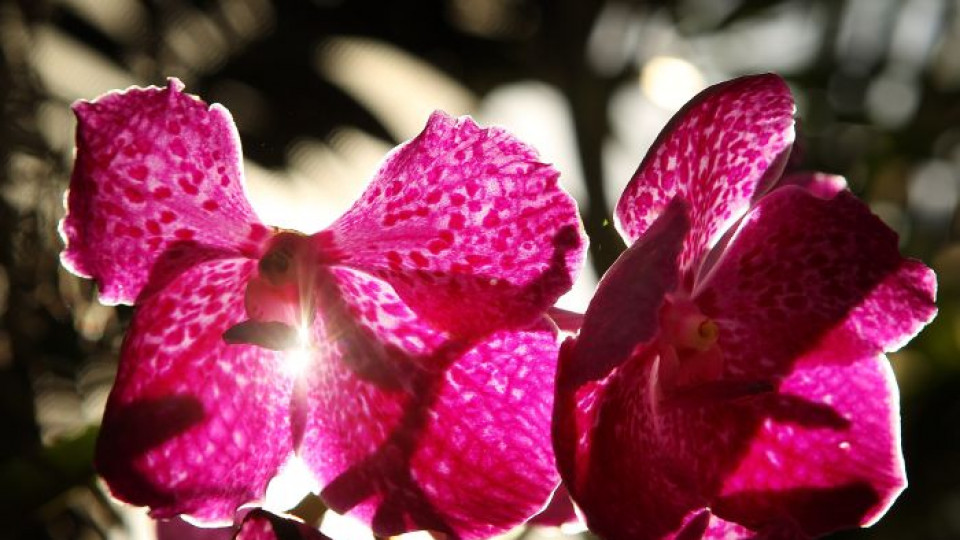 За ботаниците орхидеите са интригуващ обект за изследване, а за нас - радост в домовете ни