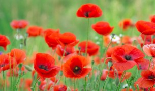 Маково семе за по-добър сън и още ползи за здравето...