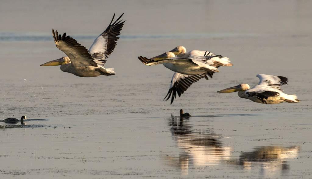 Езерото осигурява подходящи местообитания за 89 вида птици, за които се изискват специални мерки за защита. Тъй като езерото се намира на миграционния път Via Pontica, то е една от най-важните станции при прелета на птиците по българското Черноморие.