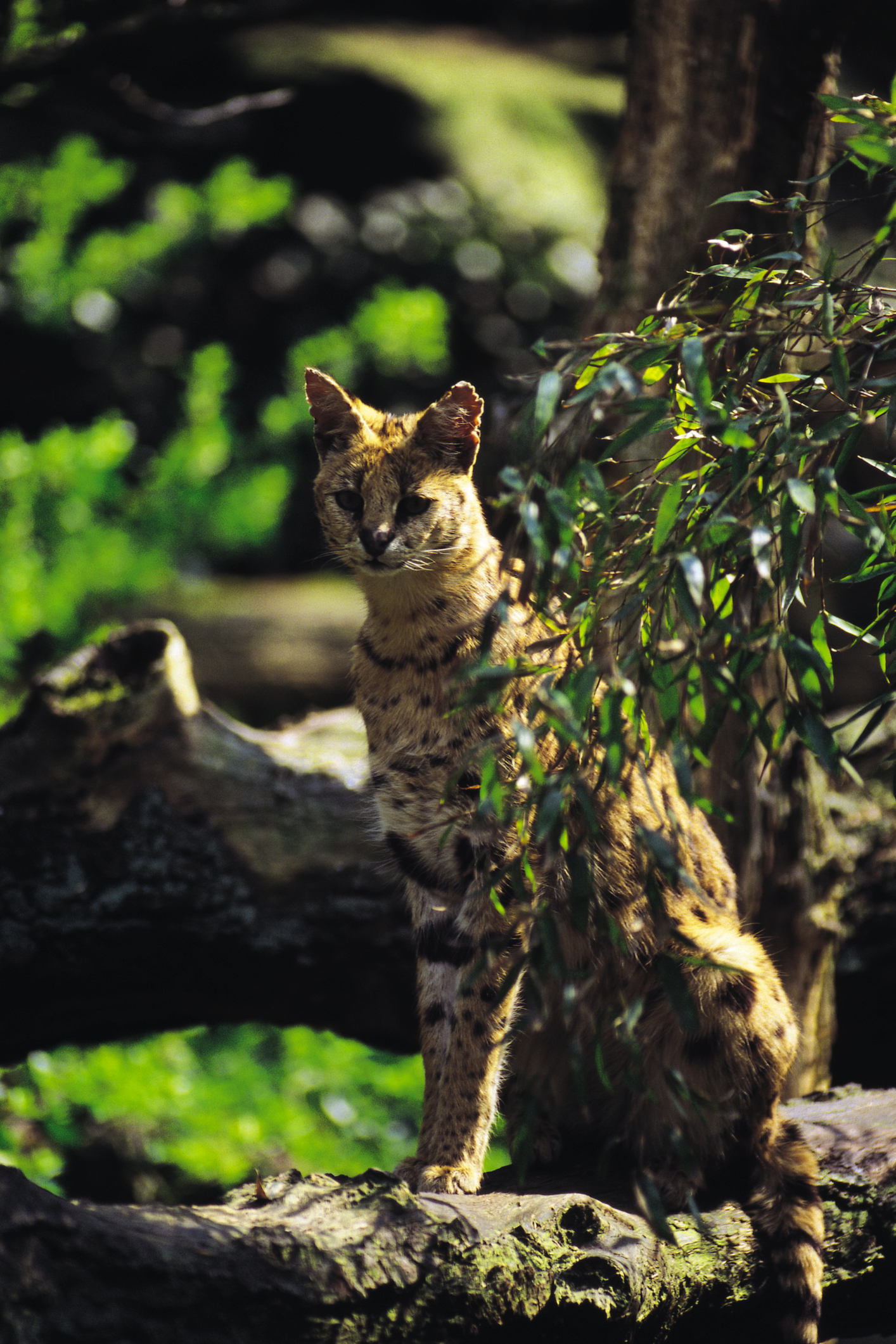 Леопардовата котка (Prionailurus bengalensis) е по-дребна от повечето от домашните породи. Среща се в Източна Азия. Обитава гористи местности и храсталаци в близост до вода, без да се притесняват особено от човешко присъствие. Отличен катерач е и дори плува, макар и рядко. Плячката и е най-разнообразна, в зависимост от местообитанието, но включва най-вече дребни гризачи.