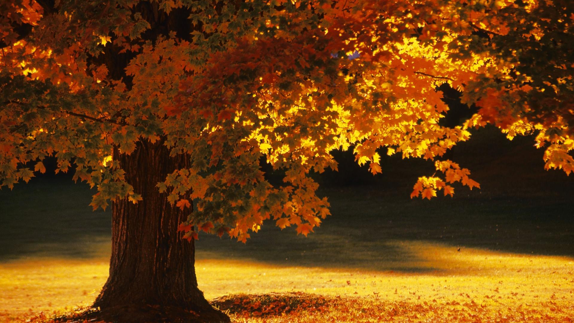 Снаближаването на първия ден на есента на 22 септември 2025