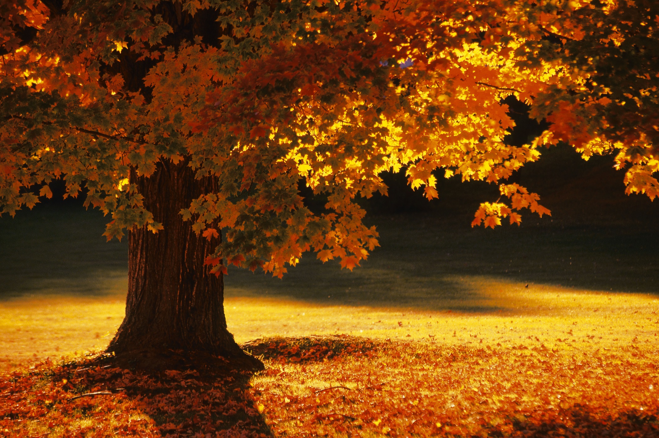 Есента настъпва съвсем скоро - навръх националния празник 22 септември. Мнозина страдат по отминалото лято, но есетна също има своят чар и ни предлага много красиви гледки