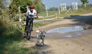Медали за България носят впрегатни кучета