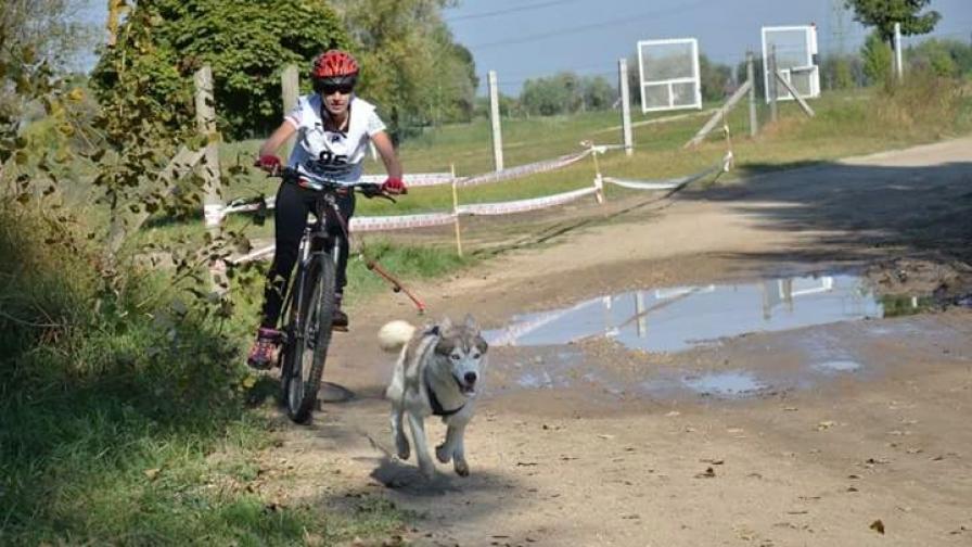 Медали за България носи новата мания с впрегатни кучета